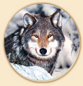 Patient Wolf Wildlife Coasters Lodge/Cabin Decor