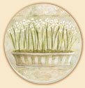 Paperwhite Caprice Floral Coaster Set of 8