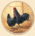 Ma Pa Rooster Farm Life Coaster Set of 8