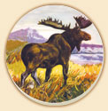 Moose in Meadow Wildlife Coasters Lodge/Cabin Decor