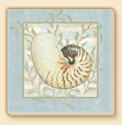 Seashells 4 Coastal Patterns Coaster Set of 8