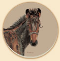 The Foal Horses Coaster Set of 8