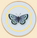 Butterflies 4 Floral Patterns Coaster Set of 8 Butterflies 4 Floral Patterns Coaster Set of 8