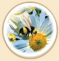 Bumble Bee Floral Coaster Set of 8 Bumble Bee Floral Coaster Set of 8