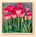 Tulips Floral Coaster Set of 8