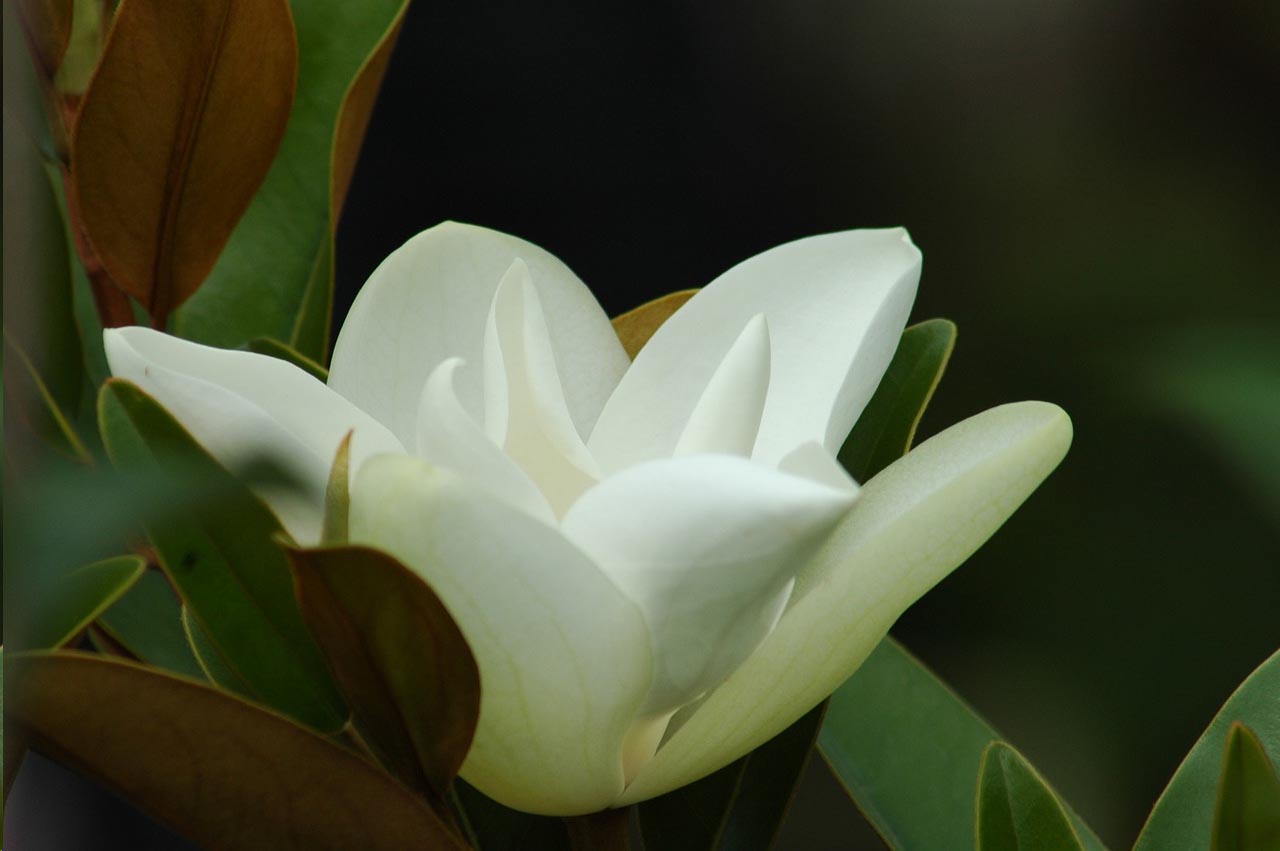 * Floral White Magnolia Glass Cuttingboard Trivet