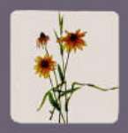 ~ Daisy-square Metal Burner Cover